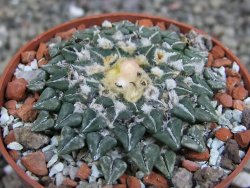 Ariocarpus kotschoubeyanus sladkovskii Rio Verde pot 6,5 cm - 12409493