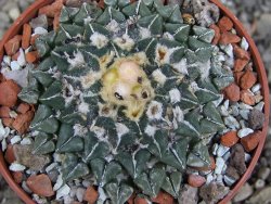 Ariocarpus kotschoubeyanus sladkovskii Rio Verde pot 6,5 cm - 12409494