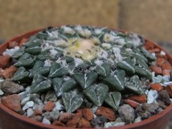 Ariocarpus kotschoubeyanus sladkovskii Rio Verde pot 6,5 cm - 12409495
