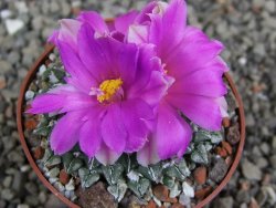 Ariocarpus kotschoubeyanus sladkovskii Rio Verde pot 6,5 cm - 12409496