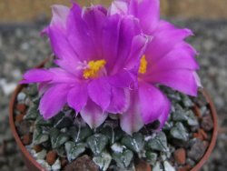 Ariocarpus kotschoubeyanus sladkovskii Rio Verde pot 6,5 cm - 12409497