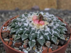 Ariocarpus kotschoubeyanus sladkovskii Rio Verde pot 6,5 cm - 12409501