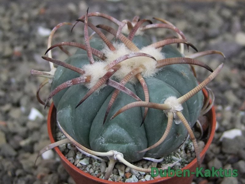 Echinocactus horizonthalonius Jacales, pot 5,5 cm - 12409505