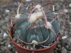 Echinocactus horizonthalonius Jacales, pot 5,5 cm - 12409504