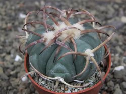 Echinocactus horizonthalonius Jacales, pot 5,5 cm