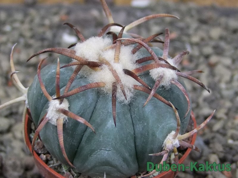 Echinocactus horizonthalonius Jacales, pot 5,5 cm - 12409508