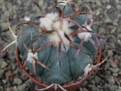 Echinocactus horizonthalonius Jacales, pot 5,5 cm - 12409506