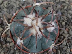 Echinocactus horizonthalonius Jacales, pot 5,5 cm - 12409507