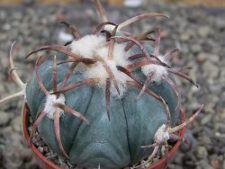 Echinocactus horizonthalonius Jacales, pot 5,5 cm