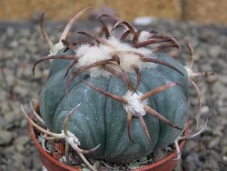 Echinocactus horizonthalonius Jacales, pot 5,5 cm - 12409509