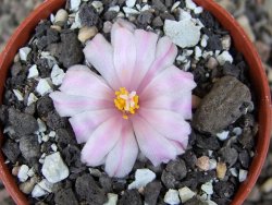 Ariocarpus kotschoubeyanus albiflorus Tula pot 5,5 cm - 12409511