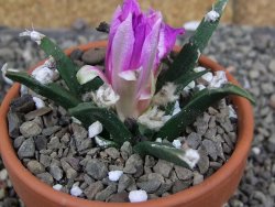 Ariocarpus agavoides pot 8 cm cites IA