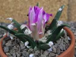 Ariocarpus agavoides pot 8 cm cites IA - 12409526