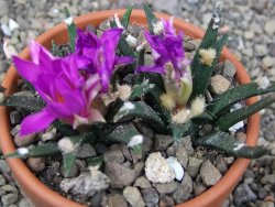 Ariocarpus agavoides 2 rostliny, květináč 8 cm cites IA - 12409529