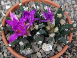 Ariocarpus agavoides 2 rostliny, květináč 8 cm cites IA - 12409530