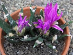 Ariocarpus agavoides 2 rostliny, květináč 8 cm cites IA - 12409533
