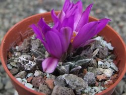 Ariocarpus kotschoubeyanus elephantidens Vista Hermosa pot 5,5 cm