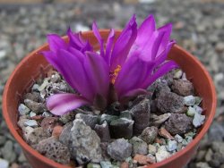 Ariocarpus kotschoubeyanus elephantidens Vista Hermosa pot 5,5 cm - 12409538