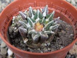 Ariocarpus kotschoubeyanus elephantidens Vista Hermosa pot 5,5 cm - 12409540