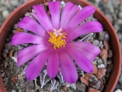 Ariocarpus kotschoubeyanus elephantidens Vista Hermosa pot 5,5 cm - 12409542