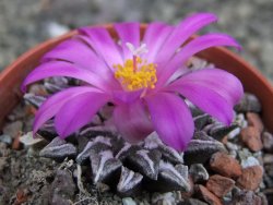 Ariocarpus kotschoubeyanus elephantidens Vista Hermosa pot 5,5 cm - 12409543
