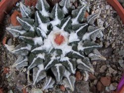 Ariocarpus kotschoubeyanus elephantidens Vista Hermosa pot 5,5 cm - 12409544