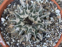 Ariocarpus kotschoubeyanus elephantidens Vista Hermosa pot 8 cm - 12409548