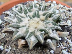Ariocarpus kotschoubeyanus elephantidens Vista Hermosa pot 8 cm - 12409550