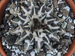 Ariocarpus kotschoubeyanus elephantidens Vista Hermosa pot 8 cm - 12409553