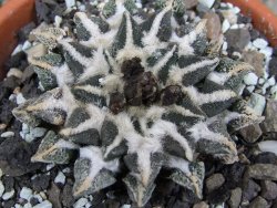 Ariocarpus kotschoubeyanus elephantidens Vista Hermosa pot 8 cm