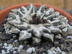 Ariocarpus kotschoubeyanus elephantidens Vista Hermosa pot 8 cm - 12409555