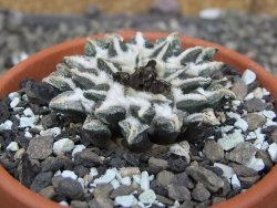 Ariocarpus kotschoubeyanus elephantidens Vista Hermosa pot 8 cm - 12409556