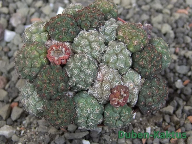 Puna bonniae pot 5,5 cm - 12409560