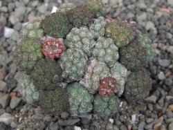 Puna bonniae pot 5,5 cm