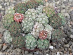 Puna bonniae pot 5,5 cm - 12409561