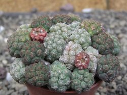 Puna bonniae pot 5,5 cm - 12409562