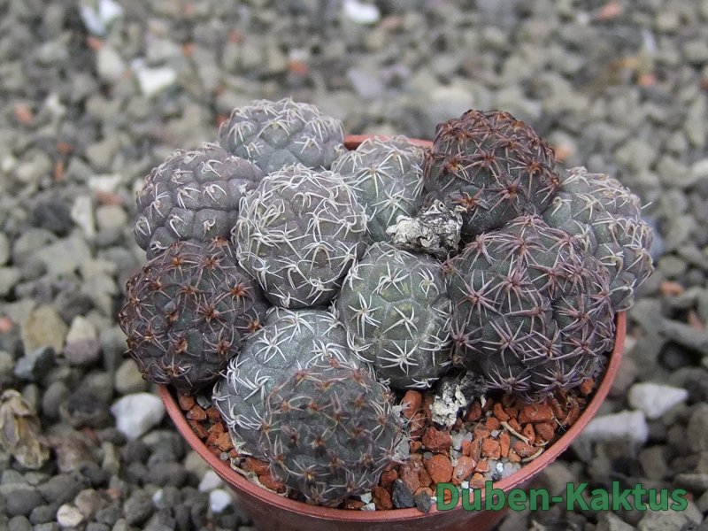 Puna bonniae pot 5,5 cm - 12409569