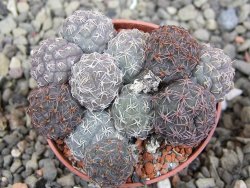 Puna bonniae pot 5,5 cm - 12409568