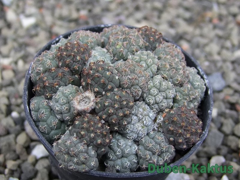 Puna bonniae pot 5,5 cm - 12409573