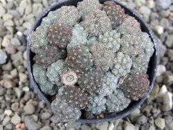 Puna bonniae pot 5,5 cm - 12409572