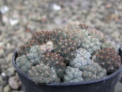 Puna bonniae pot 5,5 cm - 12409574