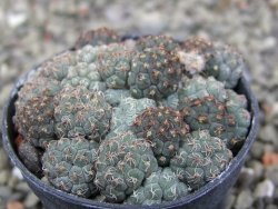 Puna bonniae pot 5,5 cm - 12409575