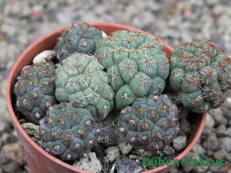 Puna bonniae pot 5,5 cm - 12409578