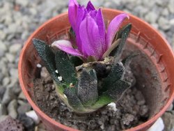 Ariocarpus scapharostrus Rayones, pot 5,5 cm - 12409582