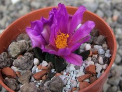 Ariocarpus scapharostrus Rayones, pot 5,5 cm - 12409583