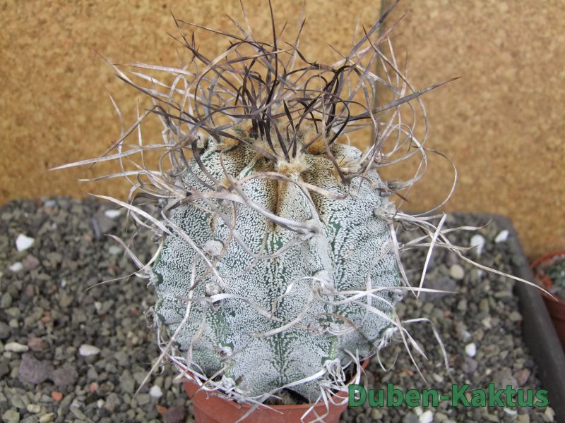 Astrophytum capricorne major, květináč 8,5 cm Astrophytum capricorne major, květináč 8,5 cm