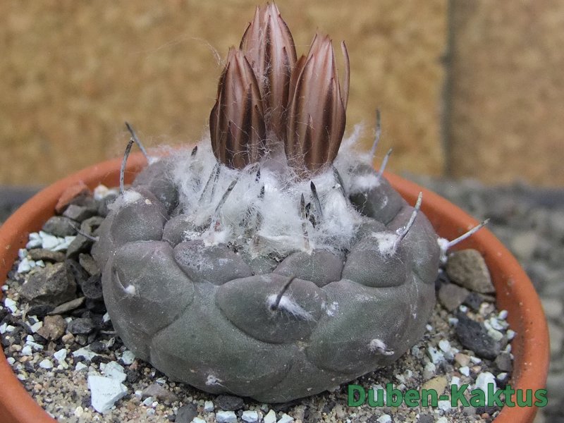 Turbinicarpus jauernigii pot 8 cm cites IA - 12409610