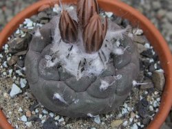 Turbinicarpus jauernigii pot 8 cm cites IA - 12409607