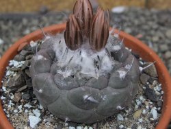 Turbinicarpus jauernigii pot 8 cm cites IA - 12409609
