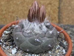 Turbinicarpus jauernigii pot 8 cm cites IA